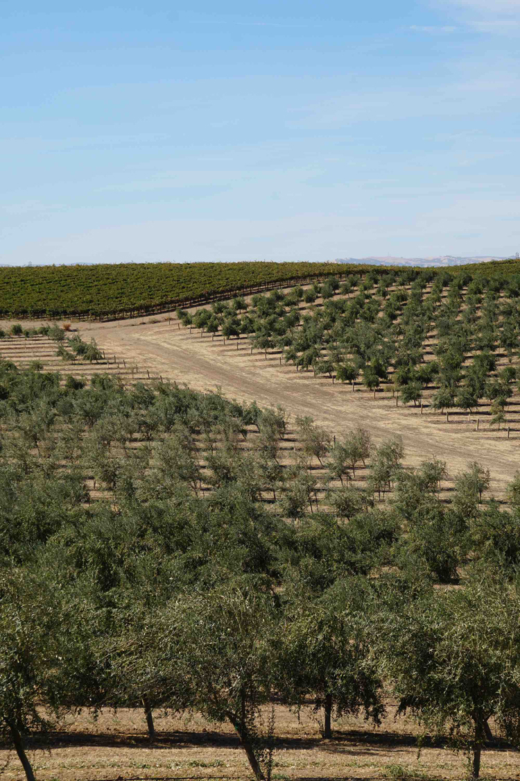 Cobram Estate Olive oil Oats