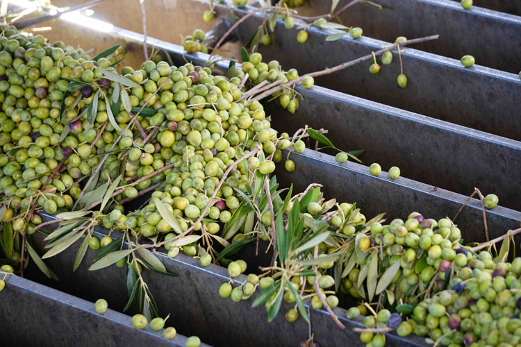 Cobram Estate Olive oil Oats